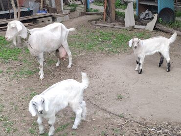 альпийская коза цена: Продаю | Коза (самка), Козлёнок | Зааненская | Для разведения, Для молока