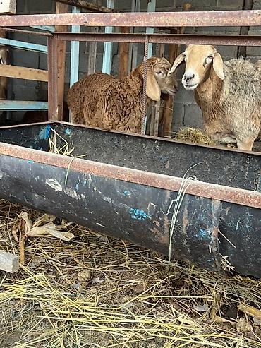 Баран, овца: Продаю | Овца (самка) | Арашан | Для разведения | Матка — 7