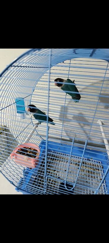 цена пшеницы в бишкеке 2022: Пара неразлучников (lovebird) в комплекте с клеткой и аксессуарами