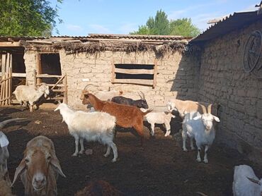 машинка овец: Эчикилер улактары м-н жалгыз жана эгиз улактары м-н сут багытындагы