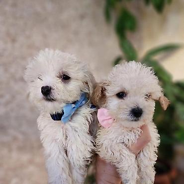 mini poodle: Pudel — 2
