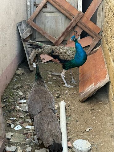 İtlər: Tovuz quşları 5 edədi təcili satılır 0557907371 əlaqə saxlayın bu