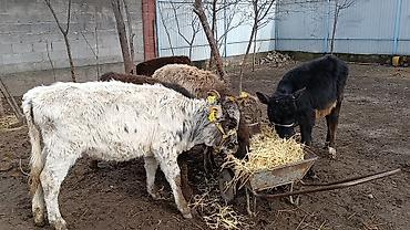 Коровы, быки: Продаю | Тёлка | Для молока | Осеменитель — 7