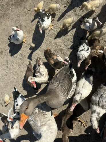 Ördəklər: Salam Aleykum Satılır Ördək Qaz Ördək Cücəsi Toyoq 36 Ədəd Lal Ördək — 31