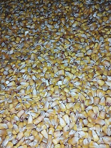 перепелка бишкек: Продаю КУКУРУЗУ . Сухая влага 10% . есть 100 тонн. 20 сом окончательно — 3