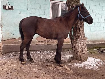 Лошади, кони: Продаю | Конь (самец) | Полукровка — 9