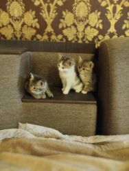 мраморный вислоухий кот: Отдам даром Котята домашние, короткошёрстные. Описание: Все едят -