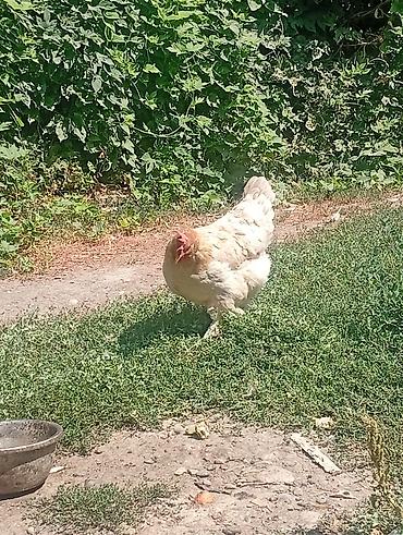 домашний животные: Продаю | Куры | Домашняя | Несушки — 2