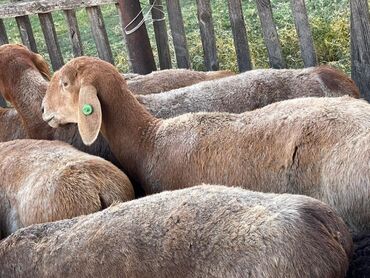 Бараны, овцы: Продаю | Овца (самка), Ягненок | Арашан | Для разведения | Племенные