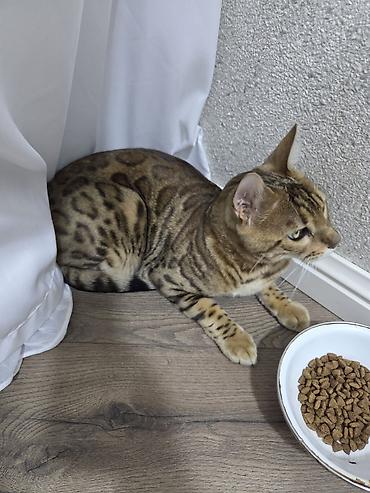 Pişiklər: Benqal, Dişi, Ünvandan götürmə — 2