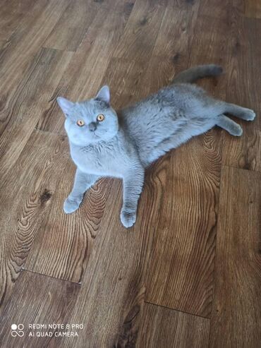 Продажа кошек: Британская короткошёрстная, 1 месяц, Мальчик, Голубой, Метис, Приучена к лотку — 9