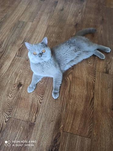 Продажа кошек: Британская короткошёрстная, 1 месяц, Мальчик, Голубой, Метис, Приучена к лотку — 7