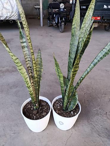 Сансевиерия (тещин язык) в декоративных горшках - Вид: Sansevieria