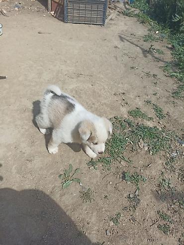 balaca cins itler: Akita-inu, 2 ay, Erkək, Peyvəndli, Ünvandan götürmə — 4