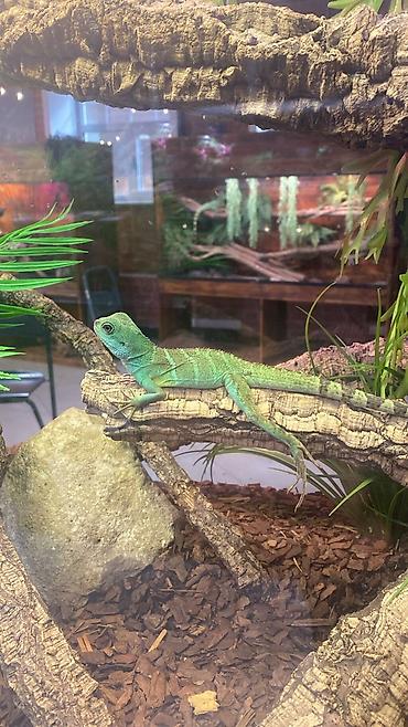 Akvarium aksesuar və ləvazimatları: Yaşıl iquanalar – evdə ekzotik ev heyvanı axtaranlar üçün! Məhsul — 3