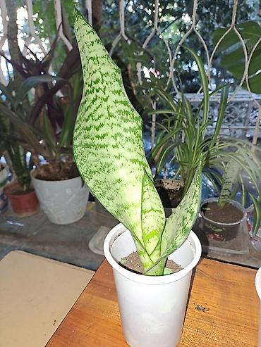 agac satisi baki: Sansevieria “Laurentii/Silver” (ilan bitkisi) – dekorativ otaq — 1