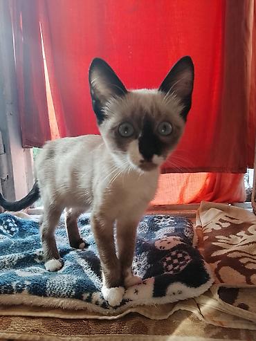 кошки в хорошие руки: Котёнок с сиамским окраcом (поинтовый), короткошёрстный. - Окрас — 1