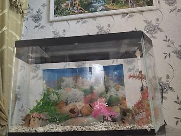 akvarium satilir: Dördbucaq akvarium, 80 l — 2