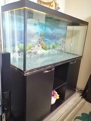 Akvariumlar: Böyük ölçülü akvarium və alt dolabı - Şüşə akvarium: ön/yanları — 2