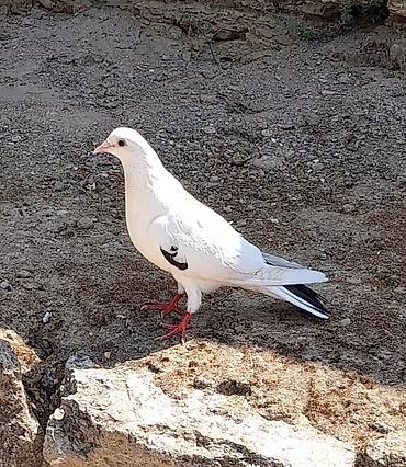 goyerçin: Orta qara quyrug erkey — 4