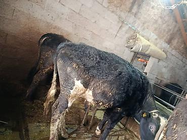 Коровы, быки: Продаю | Бык (самец) | На откорм | Привязанные — 9