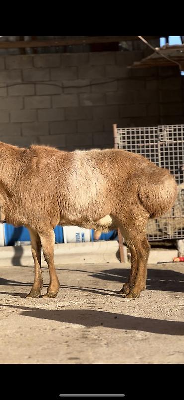 Баран, овца: Продаю | Баран (самец) | Арашан | Для разведения | Осеменитель — 1