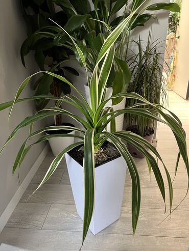 Монстеры: Монстеры делициозы очень много выбора от 500 до 8000т огромные — 24