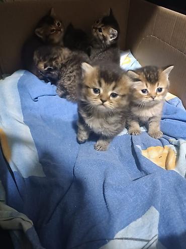 Pişiklər: Britan, Yaxşı əllərə — 11