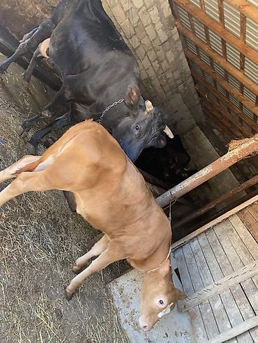 danşan quş: 3 cu qarına dogub altında 3 aylıq sunı mayalanma dışı danası var ıney — 4