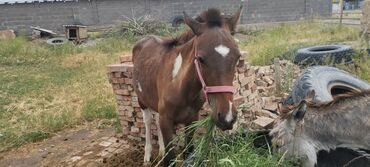 продам сельхоз животных: Продаю | Жеребец | Рабочий | Осеменитель, Мерин
