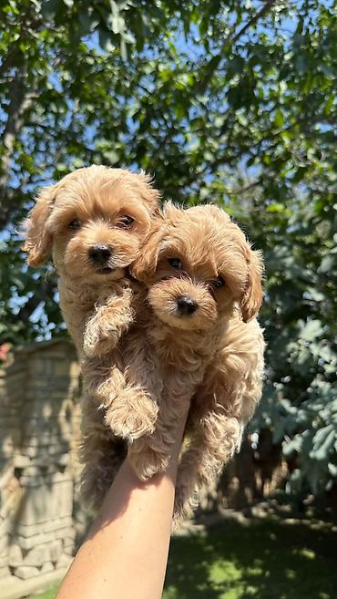 šišanje pasa pančevo: Maltipoo kucici,prelepi,odgajani u kuci.Ocisceni od — 4