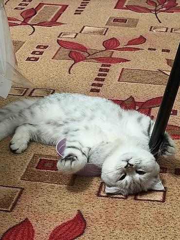 Продажа кошек: Британский короткошёрстный котёнок, окрас серебристый шиншилла — 3
