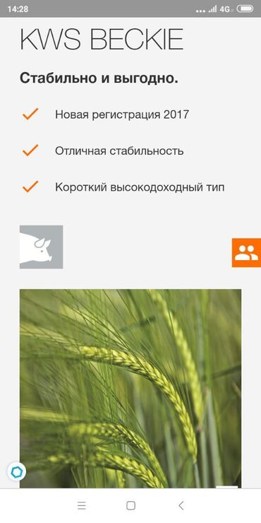 семена павловнии: Продаю семена ярового ячменя, сорт beckie(kws Германия). Вторая at lalafo.kg семена павловнии: Продаю семена ярового ячменя, сорт beckie(kws Германия). Вторая