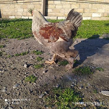 qəfəs satışı: 1 illik Brama xoruz satılır aktiv sağlam heyvandı — 3
