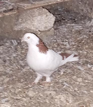 it ucun bit dermani: Cavan və sağlam uçan nəsil göyərçinlər.Erkəy və maya.Cüt deyillər.Maya — 8