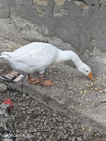 rəngli quslar: Ağ qazlar – təsərrüfat üçün seçmə dəstə - Cins: ağ linda qazlar - — 1