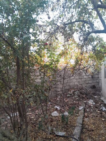 Çöl bitkiləri: Zabrat 2 stansiyasına yaxındir. sənəd kupça avtobus dayanacağına — 3