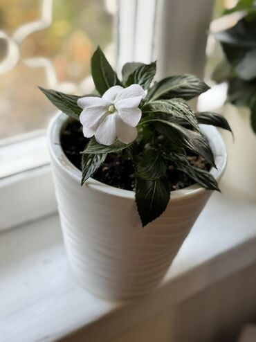 газонная трава цена: Баардык гулдор биригип 3000сом
Ватсап жазыныздар