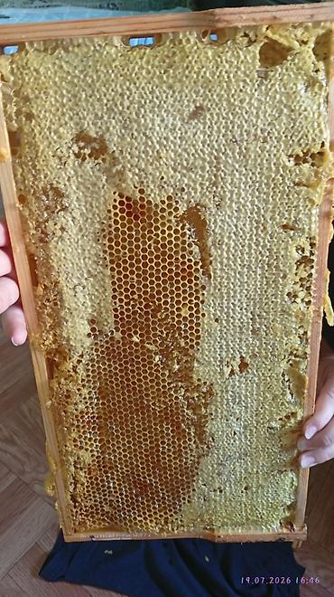 дойки ко: Соты с натуральным мёдом в рамке - Полная пчелиная рамка с — 1