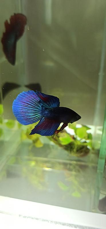 Balıqlar: Betta (Petuşok balığı), Yırtıcı — 9