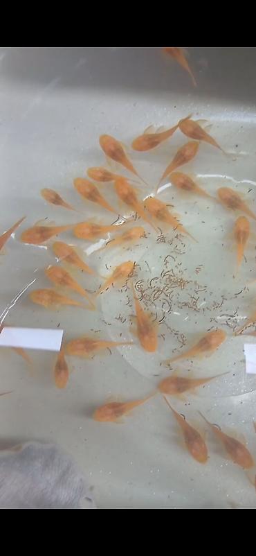 balaca it adlari: Şəkillər orijinaldır balıqlara məxsusdur. Albino ancistrus ölçüsü 2.5 — 1