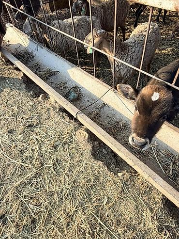 буудай фото: Продаю овец! Цена договорная — 1