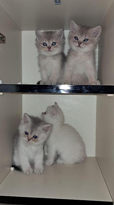Кошки: Британская, Самовывоз — 8