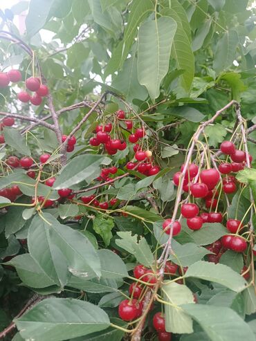 оптом продукты: Вишня В розницу, Платная доставка
