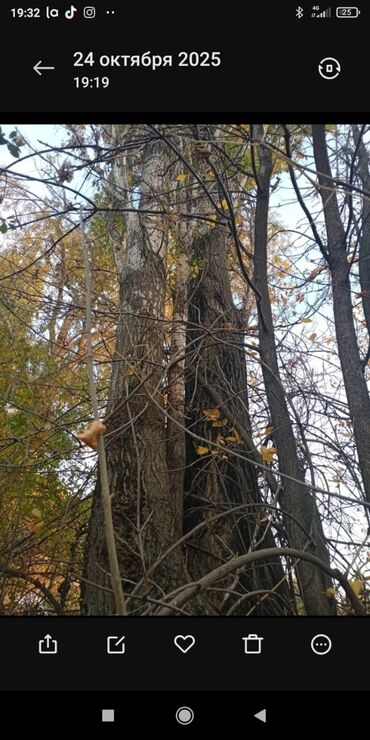 дом на иссык куле купить: Профессиональная обрезка и валка деревьев - Спиливание аварийных