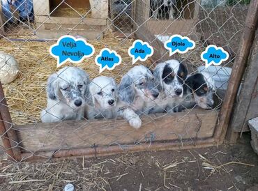 Psi: Na prodaju Štenad engleskog setera. Ovi predivni stenci su šampionskog — 1