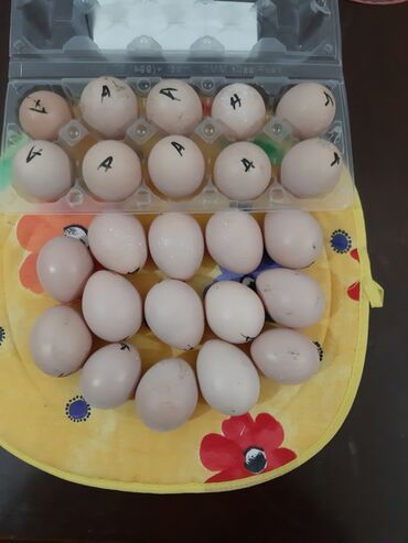 yumurta bəzəyi: Mayalı Gümüşü Qırqovul yumurtası
