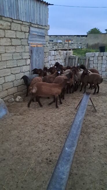 Qoyunlar, qoçlar: Dişi, il: 1, Damazlıq lalafo.az -da Qoyunlar, qoçlar: Dişi, il: 1, Damazlıq