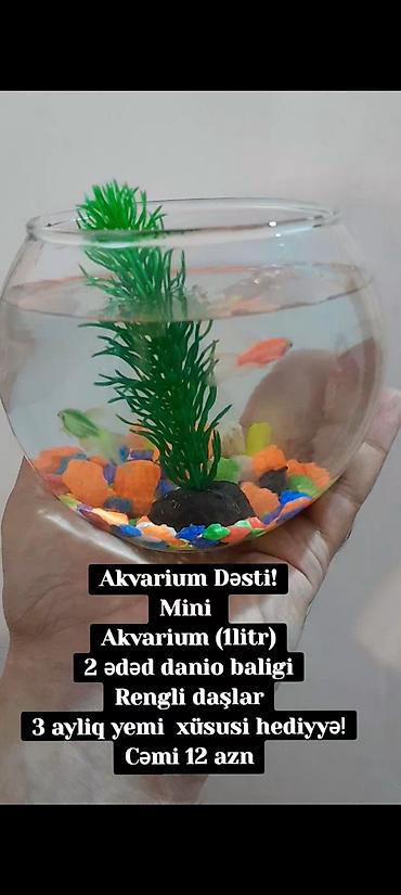 Mini Akvarium Dəsti Paketə daxildir: - 1 litr şüşə akvarium (qabarıq