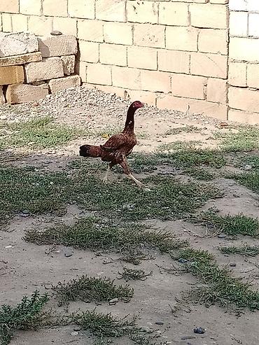 kend çolpaları: Toyuq, Damazlıq, Ünvandan götürmə — 1